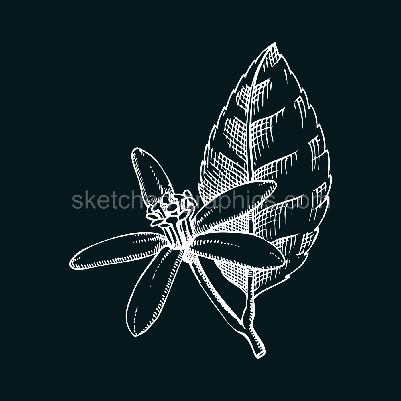Vintage lime flower sketch on chalkboard. Citrus fruit blossom hand-drawn vector illustration. Exotic plant drawing in engraved style. Botanical design element. NOT AI-generated Illustration